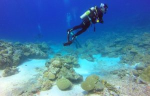 reef4-en