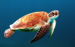 reef6-en